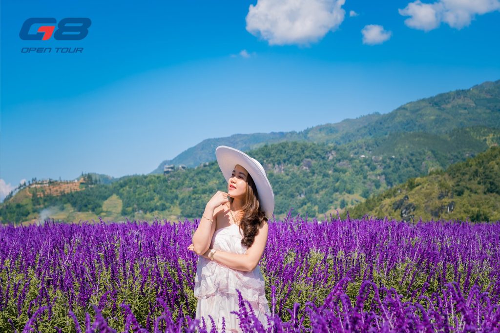 Hoa oải hương nở rộ, nhuộm tím triền đồi