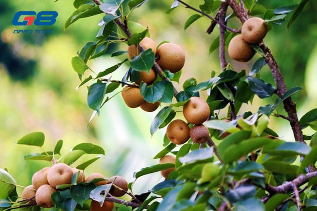 Thưởng thức nhiều loại hoa quả ngọt lành